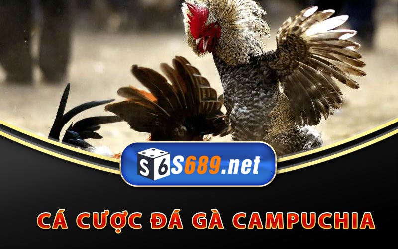 Đá Gà Campuchia - Cách Cược Và Xem Đá Gà Trực Tiếp 9 Cá cược Đá Gà Campuchia