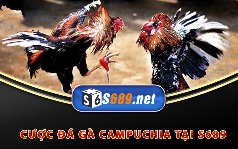 Đá Gà Campuchia - Cách Cược Và Xem Đá Gà Trực Tiếp 10 Cược đá gà Campuchia tại S689