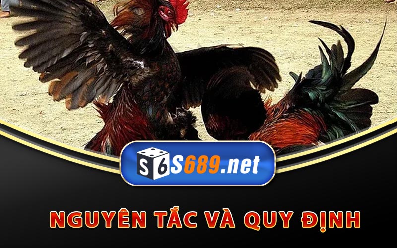 Đá Gà Campuchia - Cách Cược Và Xem Đá Gà Trực Tiếp 8 Nguyên tắc và quy định
