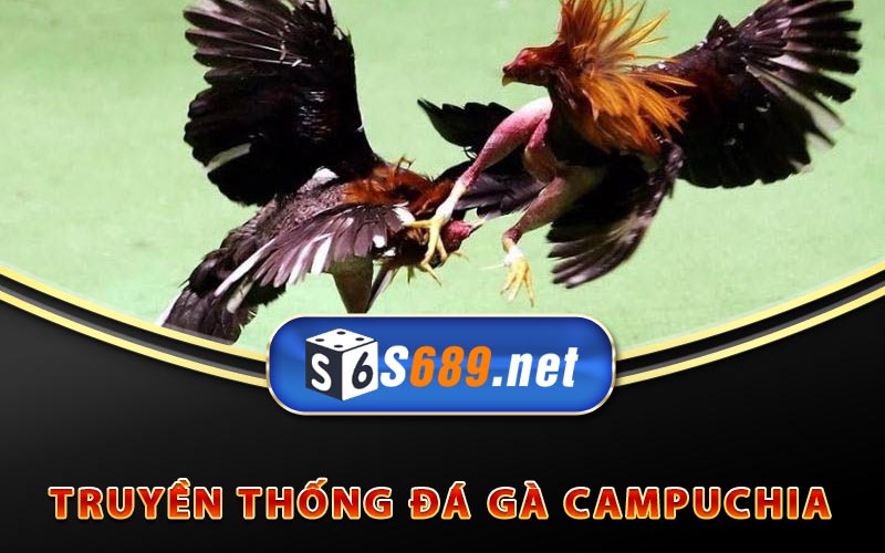 Đá Gà Campuchia - Cách Cược Và Xem Đá Gà Trực Tiếp 7 Truyền thống Đá Gà Campuchia